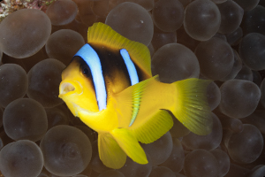 Amphiprion bicinctus